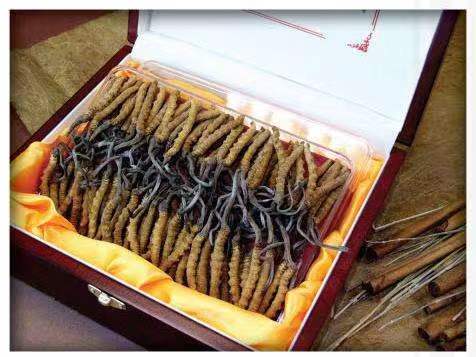 馆陶冬虫夏草回收